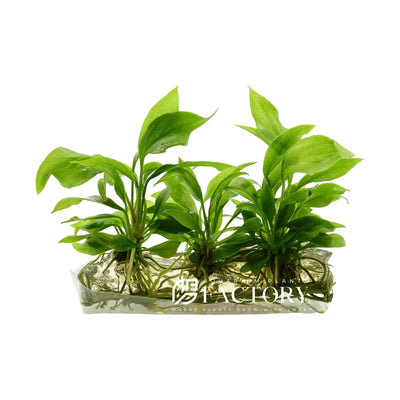 Why Anubias Melt, Rot and How to Prevent It