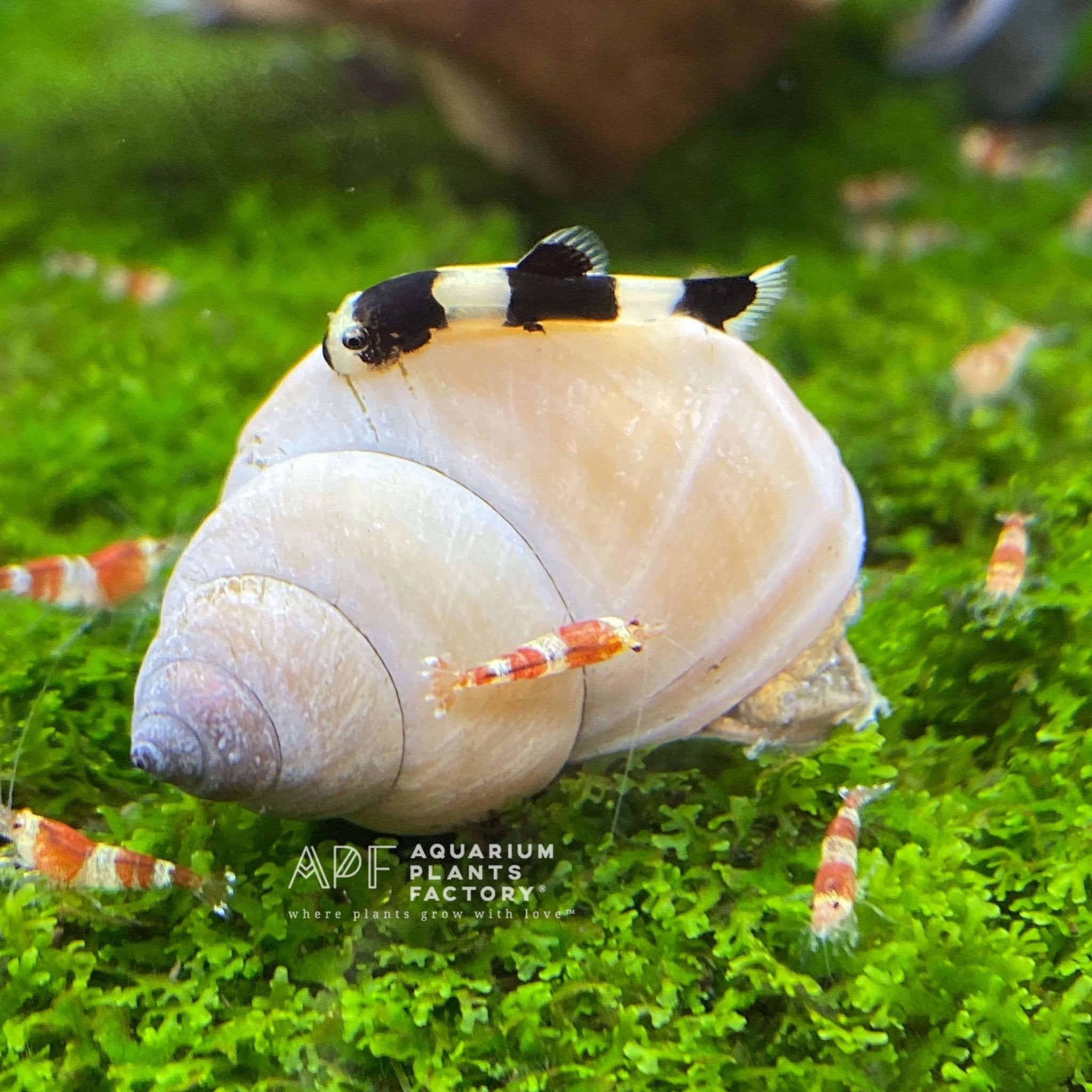 Discover the Adorable Panda Loach: A Peaceful Gem of the Aquarium World