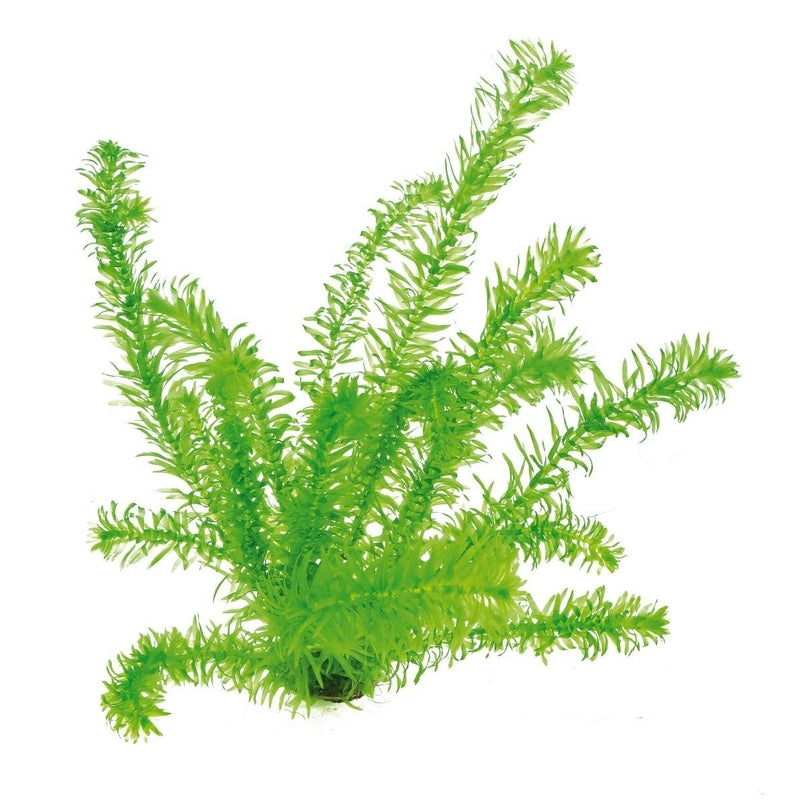 Egeria plants collection featuring Anacharis for freshwater aquariums, ponds, and planted tanks