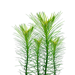 Hydrotriche plants collection featuring Hydrotriche Hottoniiflora for freshwater aquariums and planted aquascapes