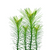 Hydrotriche plants collection featuring Hydrotriche Hottoniiflora for freshwater aquariums and planted aquascapes