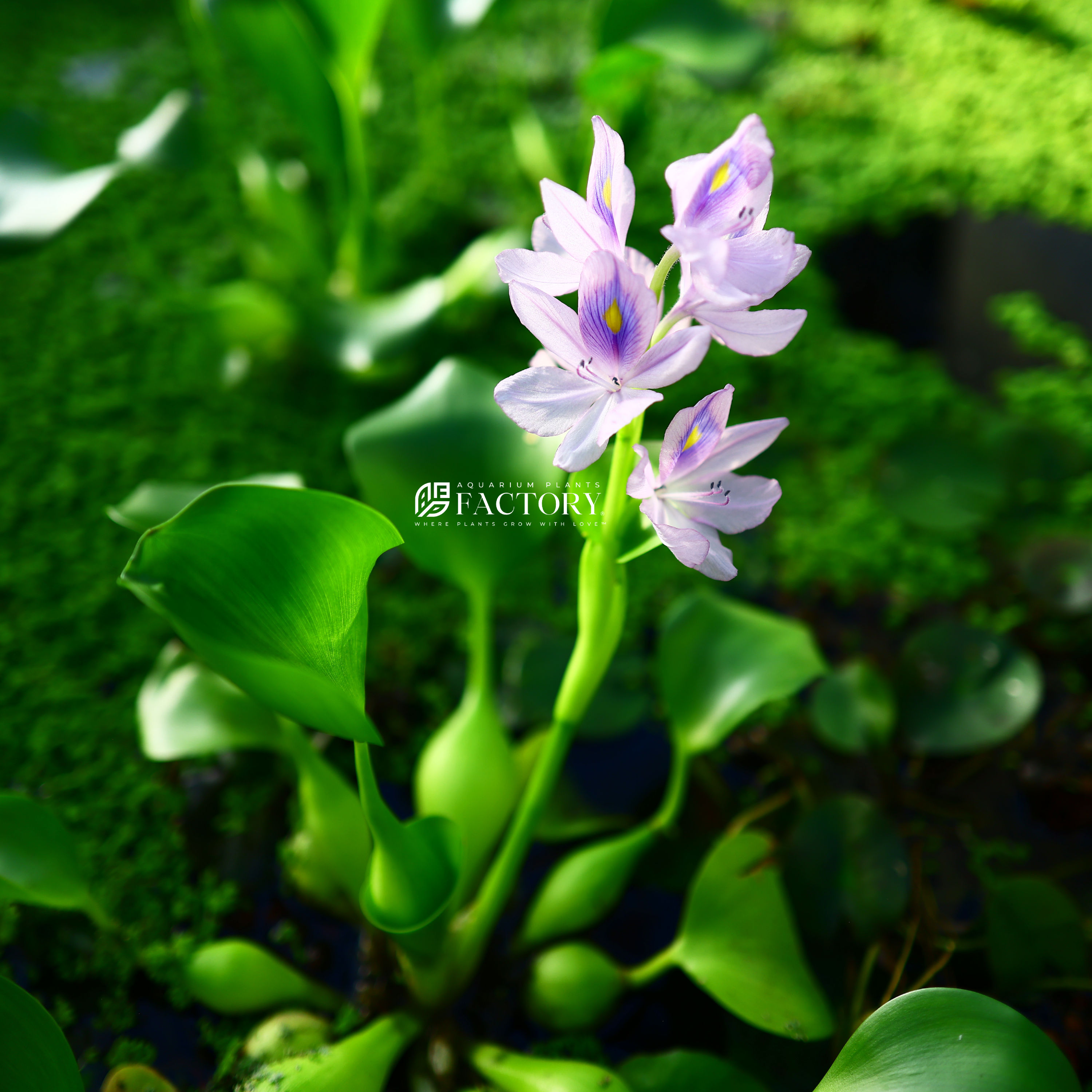 Eichhornia plants collection featuring Water Hyacinth floating pond plants for aquariums, ponds, and water gardens