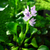 Eichhornia plants collection featuring Water Hyacinth floating pond plants for aquariums, ponds, and water gardens