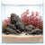 Aciotis plants collection featuring Aciotis Acuminifolia Vitro Culture for freshwater aquariums and planted aquascapes