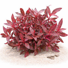 Alternanthera Rosanervig red aquarium stem plant