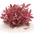 Alternanthera
