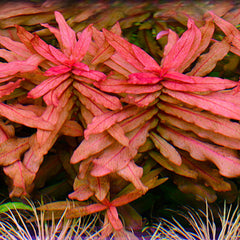 Ammannia aquarium plants collection with colorful red, green, and golden stem plants for freshwater aquascapes