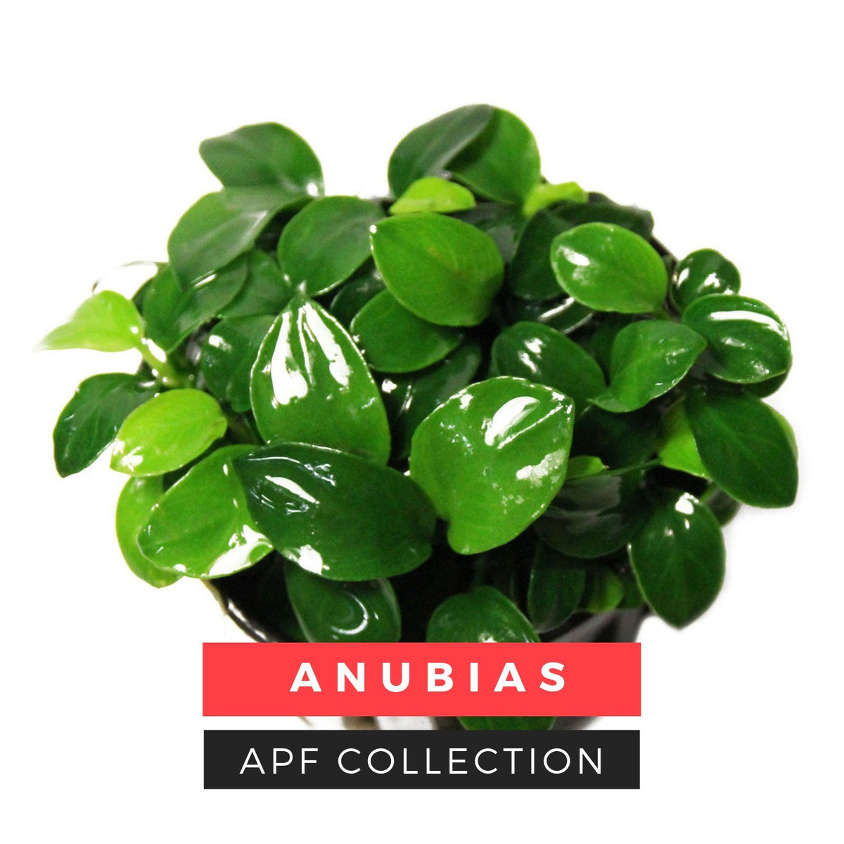 Anubias live aquarium plants
