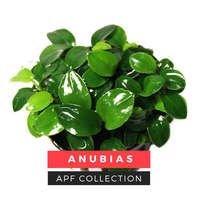 Anubias | Aquarium Plants Factory
