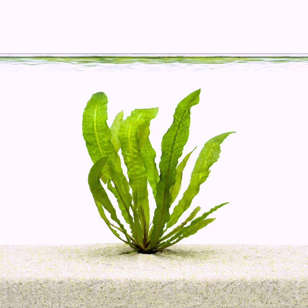 Aponogeton aquarium plants collection featuring lace plants and bulb plants for freshwater aquascapes