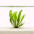 Aponogeton aquarium plants collection featuring lace plants and bulb plants for freshwater aquascapes