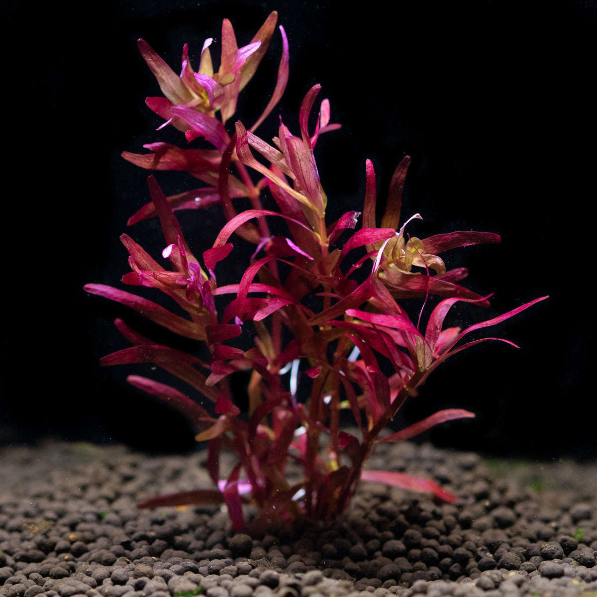 Live aquarium stem plants