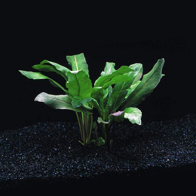 Armoracia plants collection featuring Armoracia Aquatica, Physostegia Purpurea, and Rorippa Aquatica for aquariums
