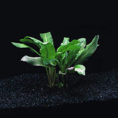 Armoracia plants collection featuring Armoracia Aquatica, Physostegia Purpurea, and Rorippa Aquatica for aquariums