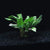 Armoracia plants collection featuring Armoracia Aquatica, Physostegia Purpurea, and Rorippa Aquatica for aquariums