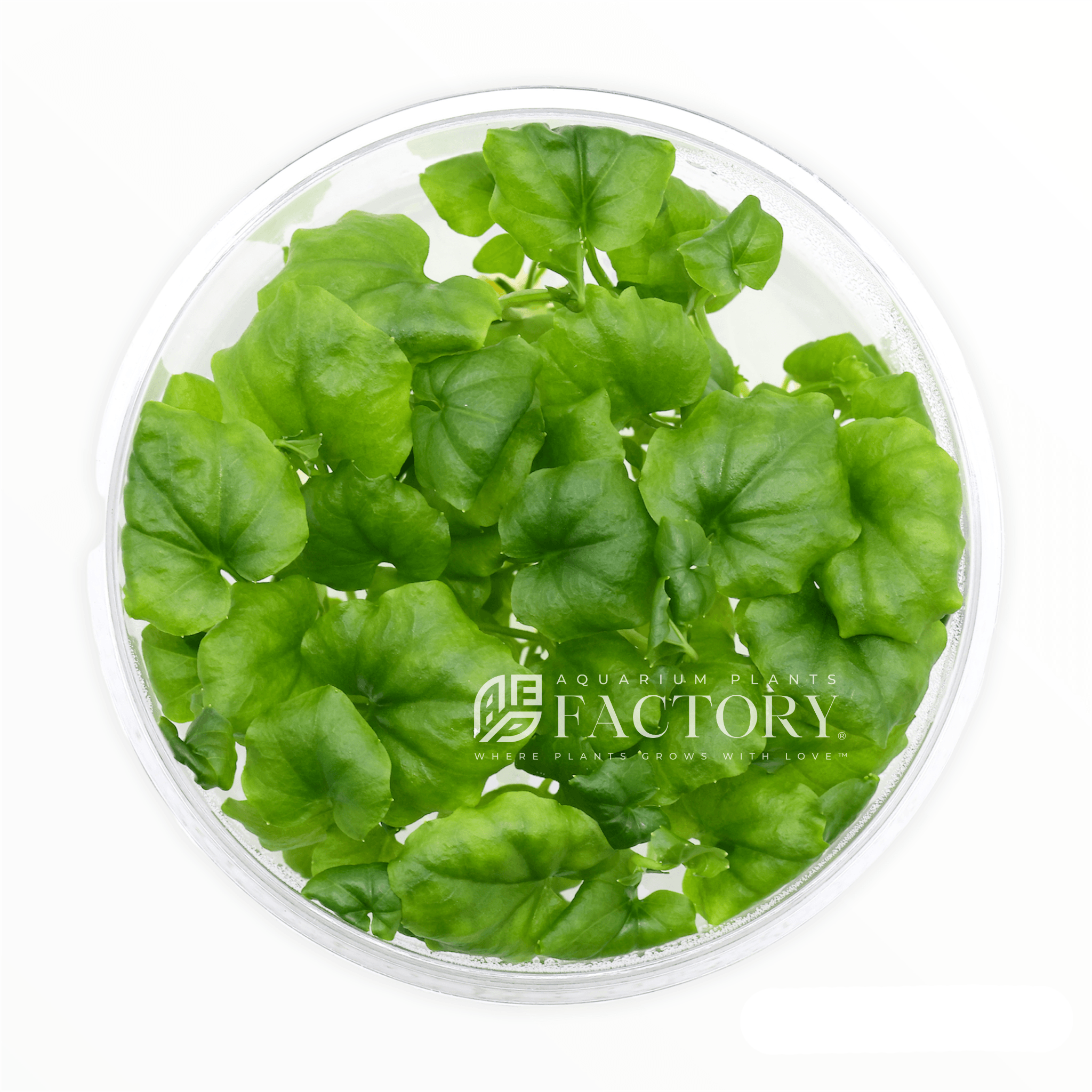 Cardamine plants collection featuring Cardamine Lyrata and Vitro Culture varieties for freshwater aquariums
