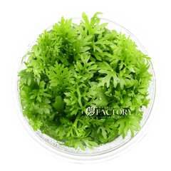 Ceratopteris Siliquosa water sprite in a tissue culture cup