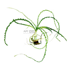 Crinum plants collection featuring Crinum Calamistratum, Natans, and Thaianum bulb plants for freshwater aquariums