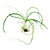 Crinum plants collection featuring Crinum Calamistratum, Natans, and Thaianum bulb plants for freshwater aquariums