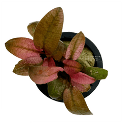 Cryptocoryne Flamingo pink aquarium plant