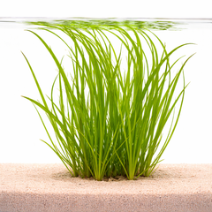 Cyperus plants collection featuring Cyperus Helferi and Vitro Culture varieties for freshwater aquariums