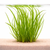 Cyperus plants collection featuring Cyperus Helferi and Vitro Culture varieties for freshwater aquariums