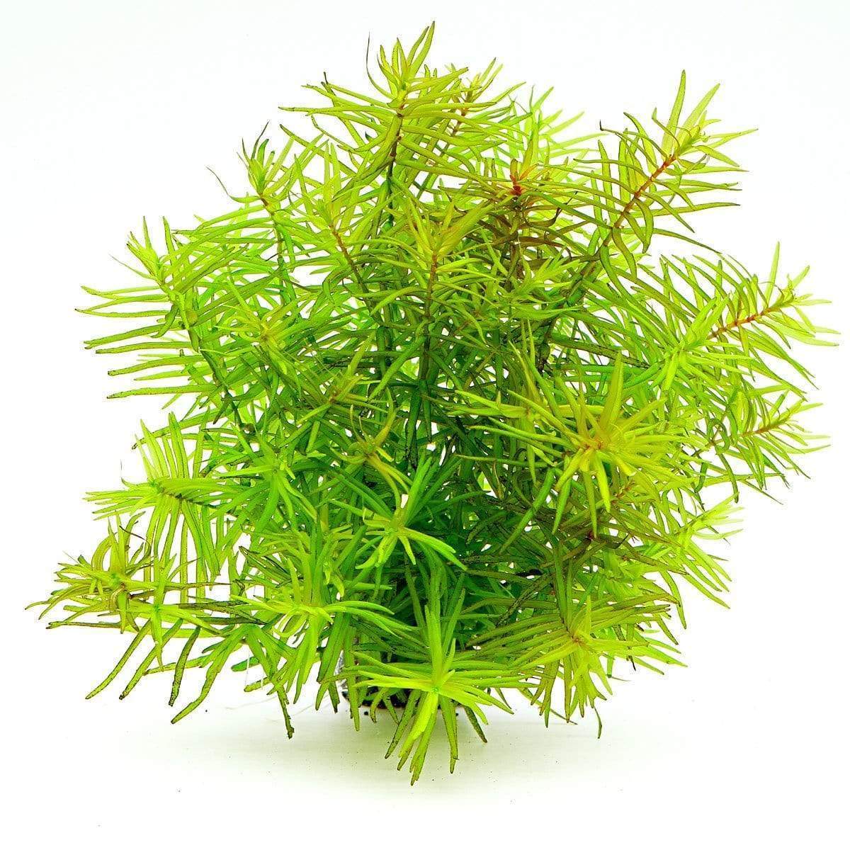 Didiplis plants collection featuring Didiplis Diandra Vitro Culture Water Hedge for freshwater aquariums