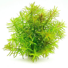 Didiplis plants collection featuring Didiplis Diandra Vitro Culture Water Hedge for freshwater aquariums