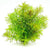 Didiplis plants collection featuring Didiplis Diandra Vitro Culture Water Hedge for freshwater aquariums