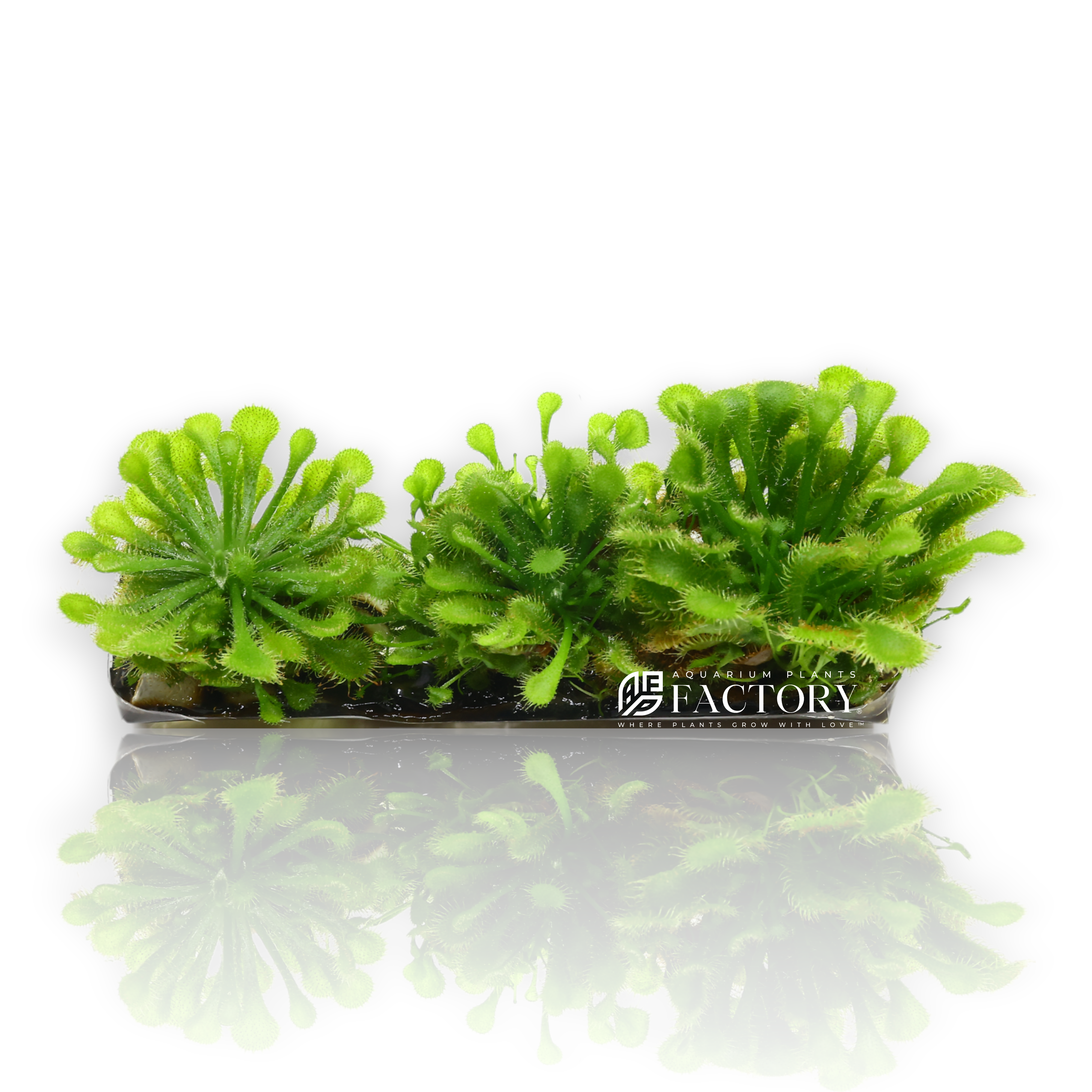 Drosera plants collection featuring Drosera Rotundifolia Vitro Culture and Round-leaved Sundew carnivorous plants