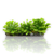 Drosera plants collection featuring Drosera Rotundifolia Vitro Culture and Round-leaved Sundew carnivorous plants