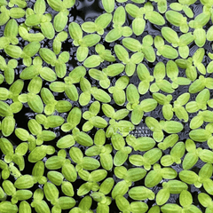 Lemna floating plants collection featuring Duckweed for freshwater aquariums, ponds, and aquatic gardens