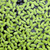 Lemna floating plants collection featuring Duckweed for freshwater aquariums, ponds, and aquatic gardens