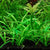 Sagittaria aquarium plants collection with dwarf and giant Sagittaria for freshwater planted tanks