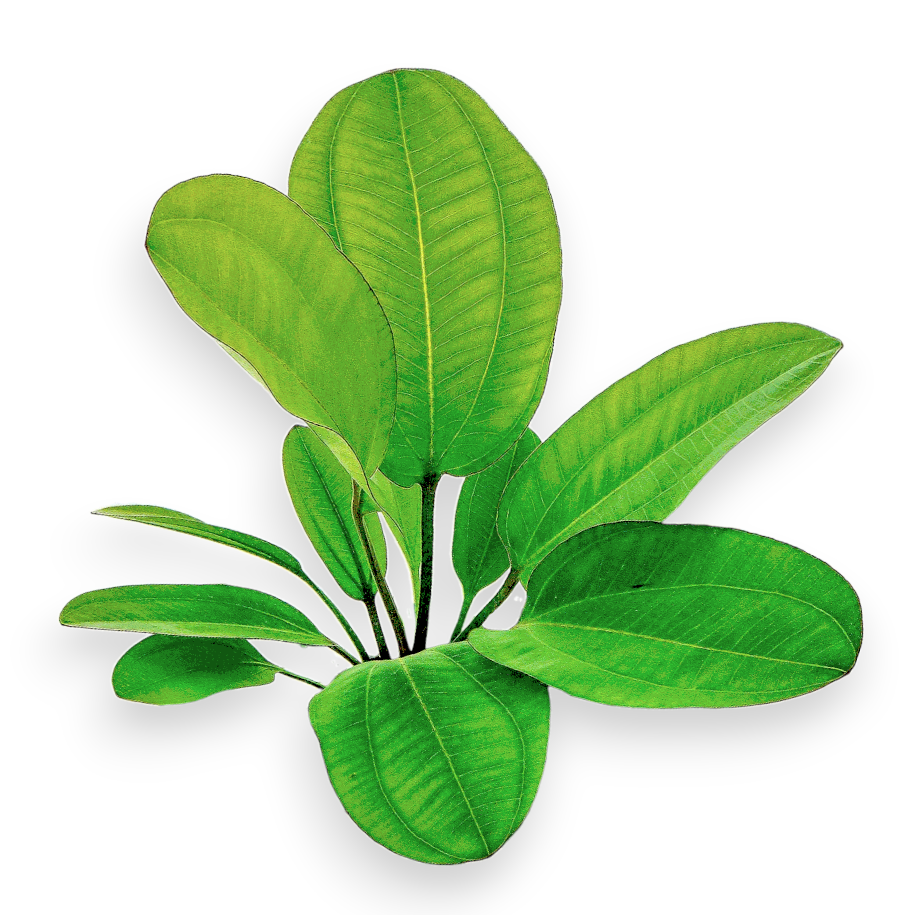 Sword Plants