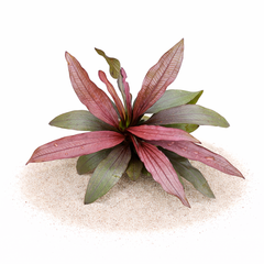 Echinodorus sword plants for freshwater aquariums and planted aquascapes