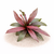 Echinodorus sword plants for freshwater aquariums and planted aquascapes