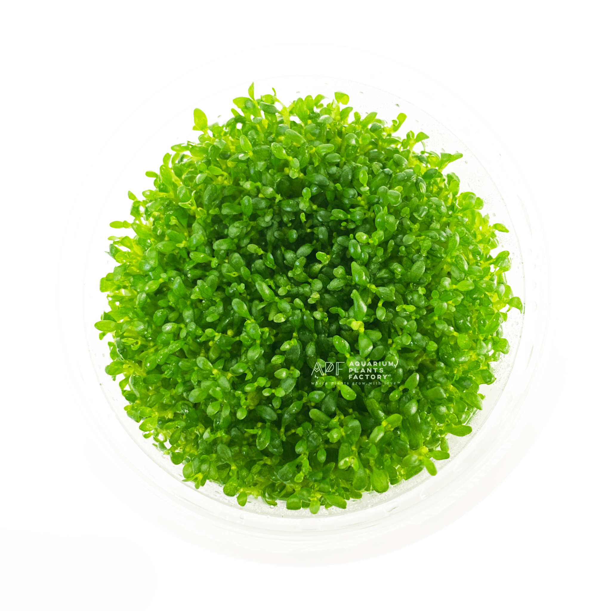 Elatine plants collection featuring Elatine Hydropiper tissue culture carpeting plants for freshwater aquariums