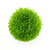 Elatine plants collection featuring Elatine Hydropiper tissue culture carpeting plants for freshwater aquariums