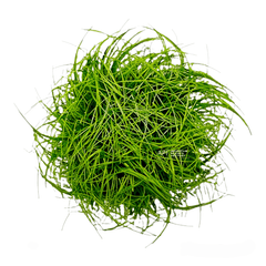 Eleocharis Acicularis dwarf hairgrass in a tissue culture cup