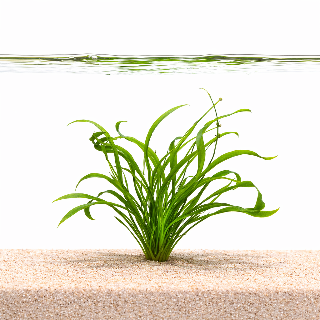 Helanthium aquarium plants collection with dwarf chain sword and foreground plants for freshwater planted tanks
