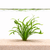 Helanthium aquarium plants collection with dwarf chain sword and foreground plants for freshwater planted tanks