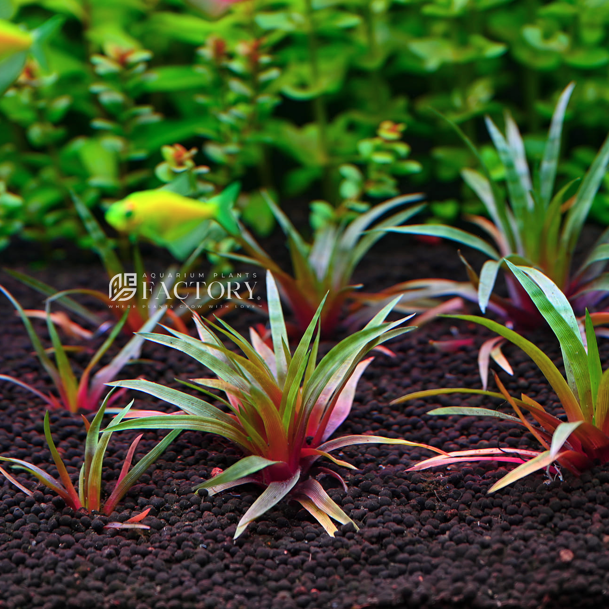 Eriocaulon Quinquangulare Red aquarium plant