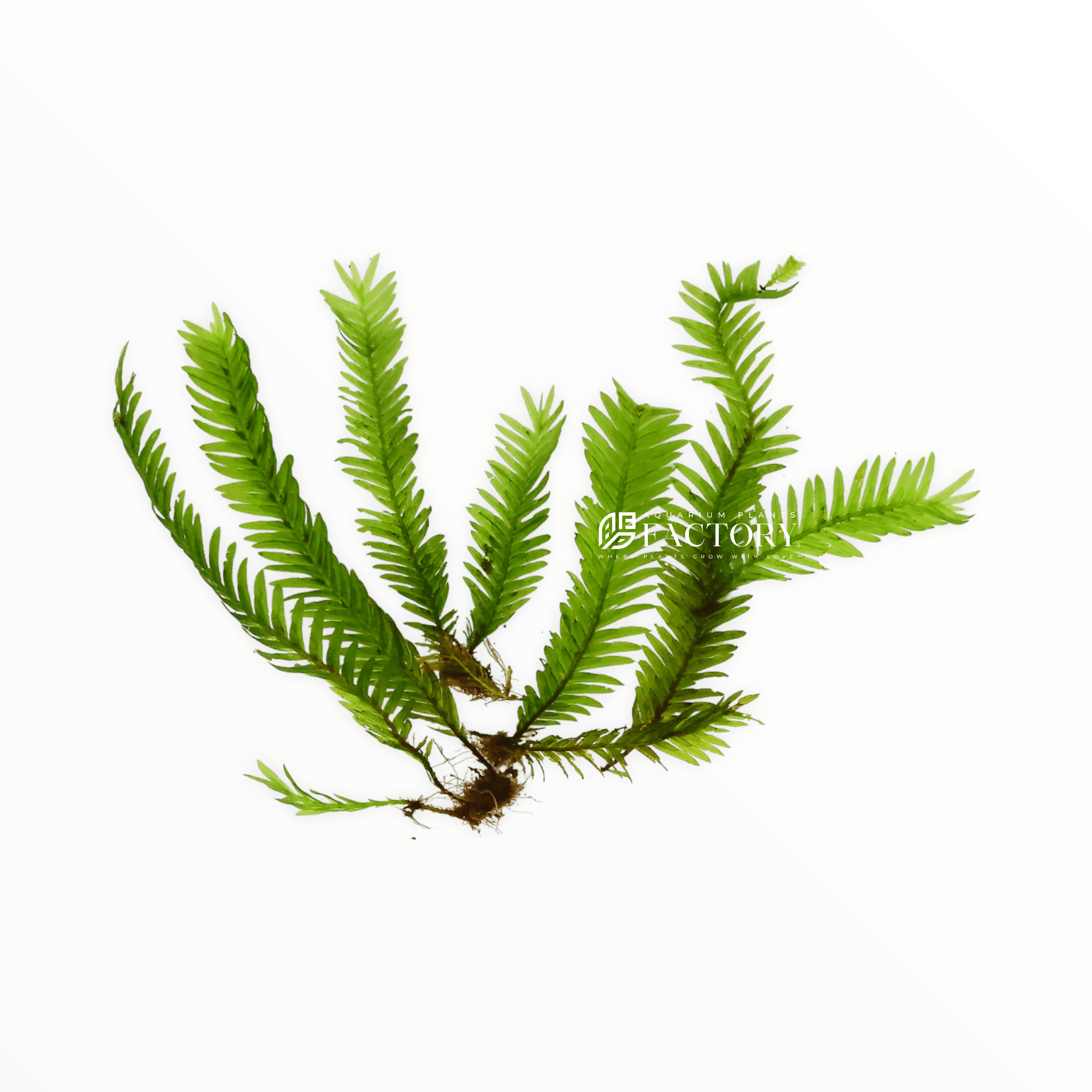 Fissidens moss collection featuring Fissidens Nobilis and Phoenix Moss for freshwater aquariums and aquascapes