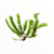 Fissidens moss collection featuring Fissidens Nobilis and Phoenix Moss for freshwater aquariums and aquascapes