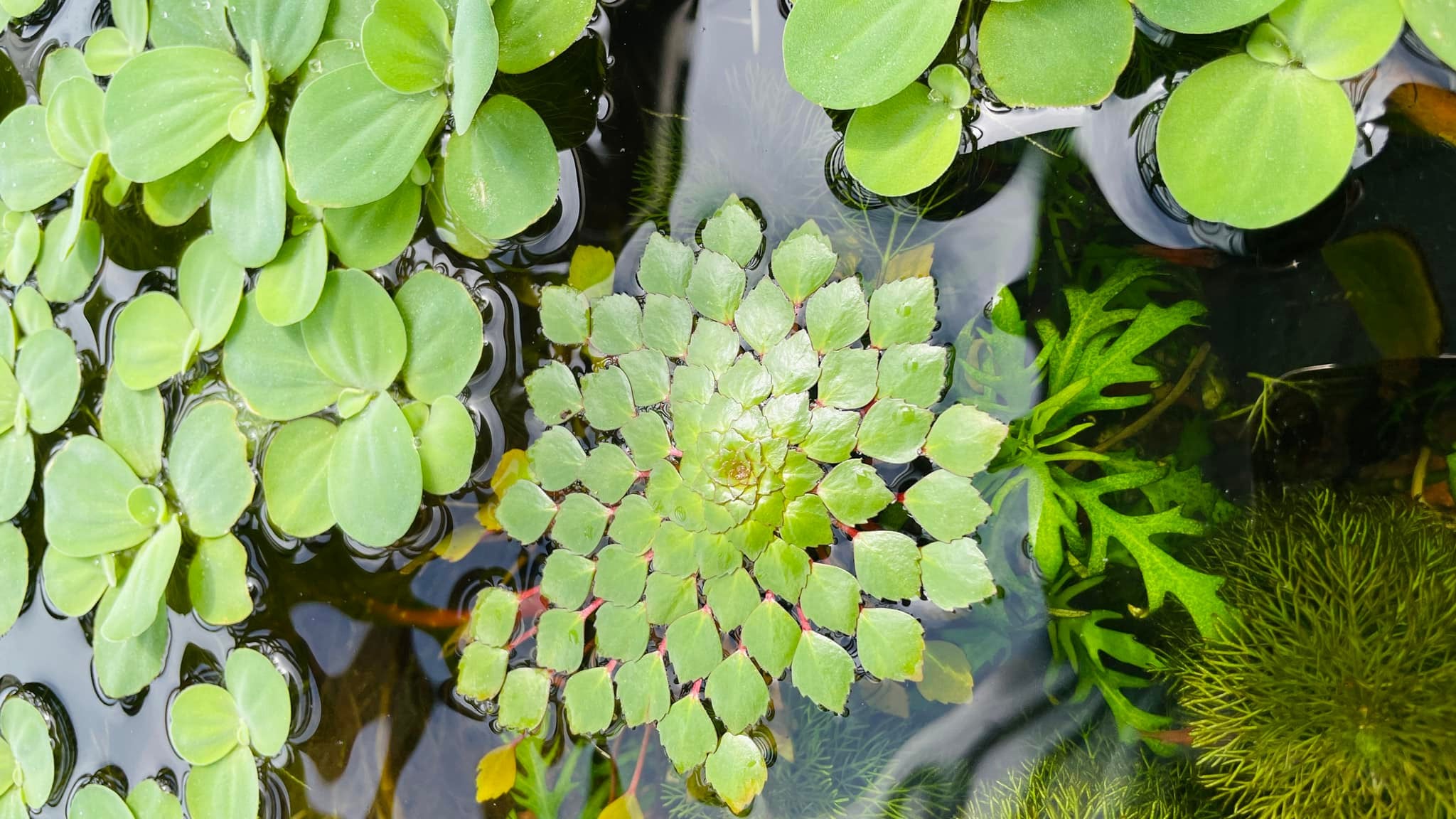 Floating Plants | Aquarium Plants Factory