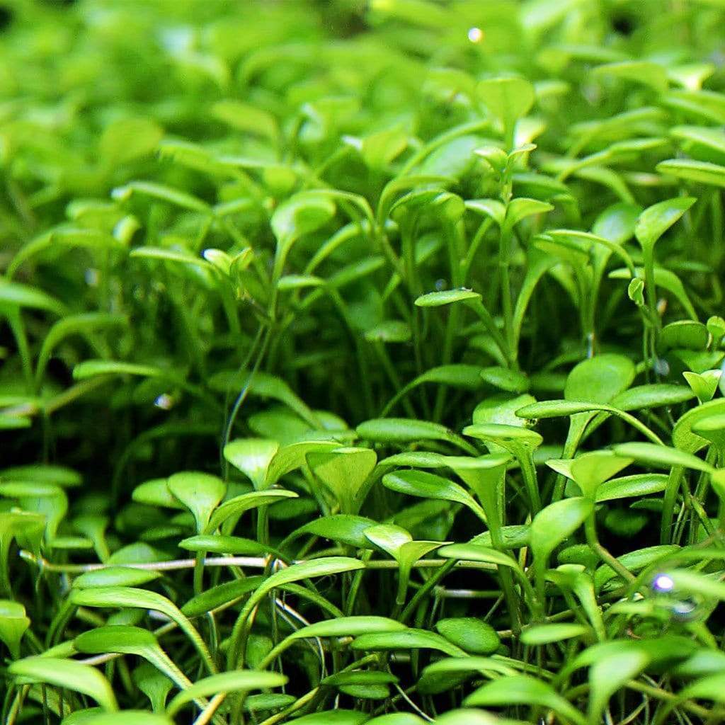 Glossostigma aquarium carpet plants collection for freshwater planted tanks and aquascaping