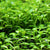 Glossostigma aquarium carpet plants collection for freshwater planted tanks and aquascaping