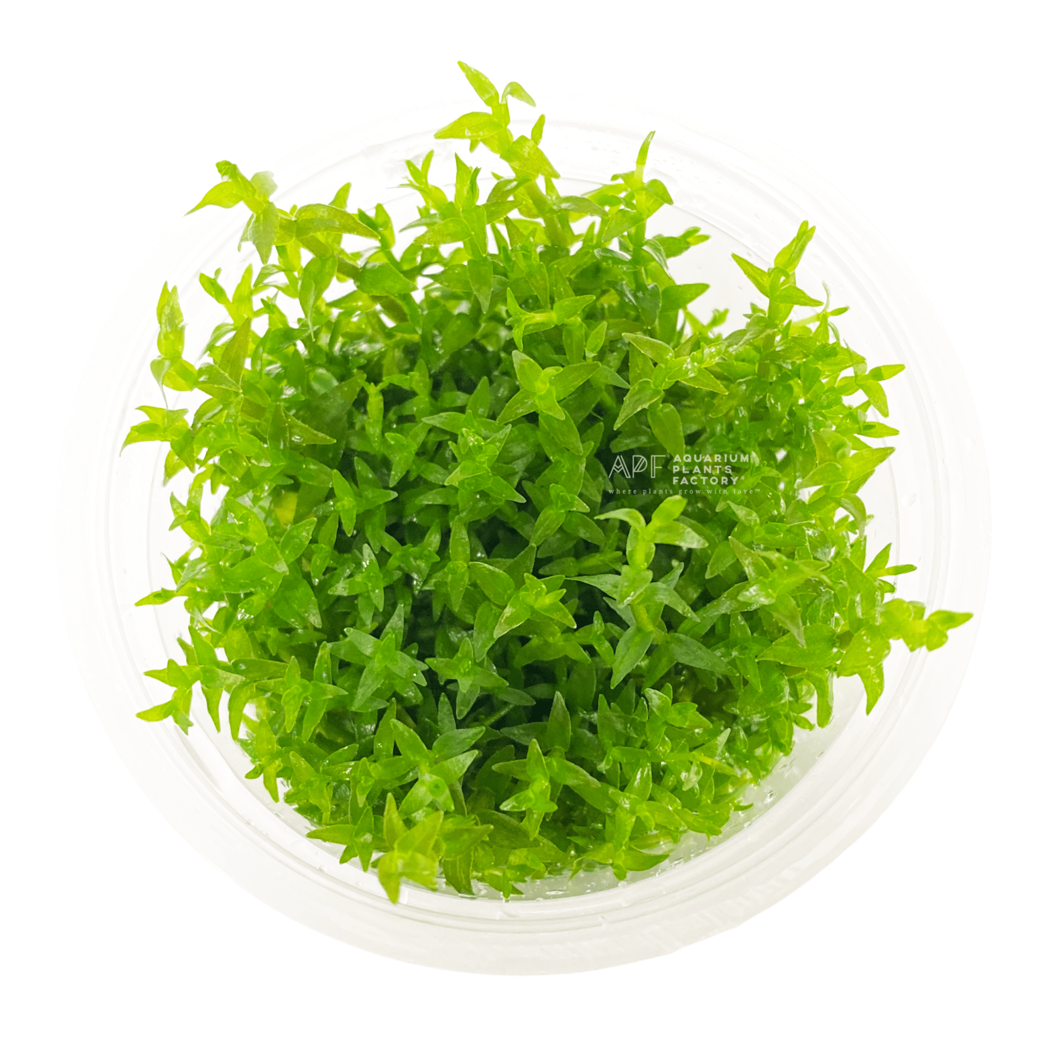 Gratiola plants collection featuring Gratiola Viscidula Vitro Culture for freshwater aquariums and planted tanks