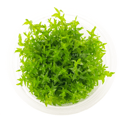 Gratiola plants collection featuring Gratiola Viscidula Vitro Culture for freshwater aquariums and planted tanks
